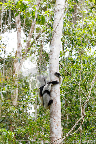 Image of Black and white Lemur Indri on tree