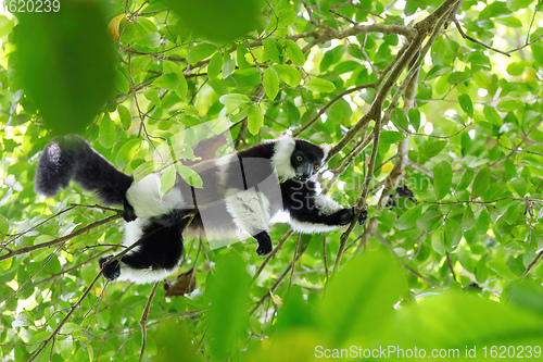 Image of Black-and-white ruffed lemur, Madagascar wildlife