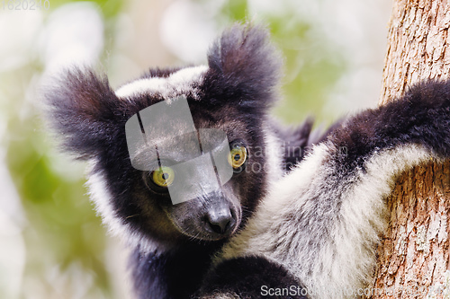 Image of Black and white Lemur Indri on tree