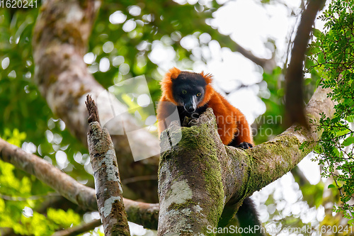 Image of Red ruffed lemur, Varecia rubra, Madagascar wildlife