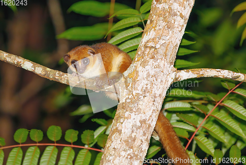 Image of The brown mouse lemur, Madagascar wildlife