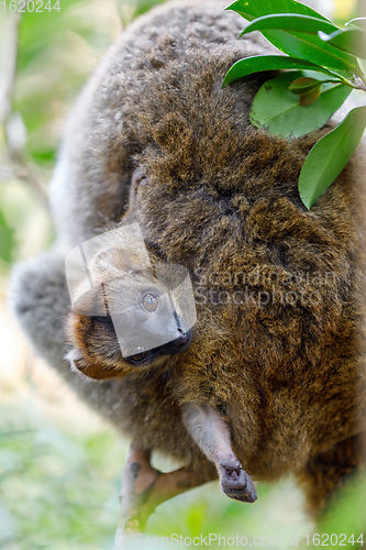 Image of Common brown lemur with baby on back