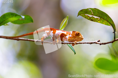 Image of Parson\'s chameleon, Madagascar Wildlife