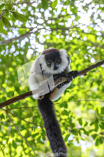 Image of Black-and-white ruffed lemur, Madagascar wildlife