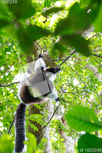 Image of Black-and-white ruffed lemur, Madagascar wildlife