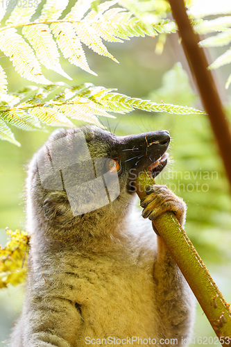 Image of Common brown lemur in top of tree