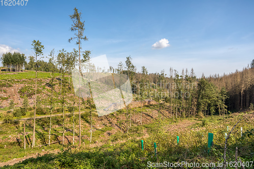 Image of Piled logs of harvested wood in forest