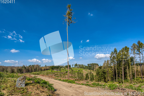 Image of Piled logs of harvested wood in forest