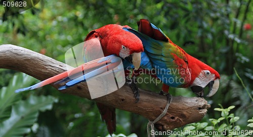 Image of Parrot (Ara macao)