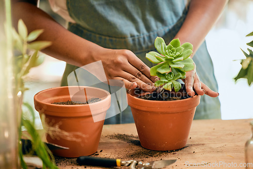 Image of Gardening, plant and woman hands in soil for sustainability, eco environment and garden or greenhouse. Person with succulent plants with leaves to grow, plant and care for during development process