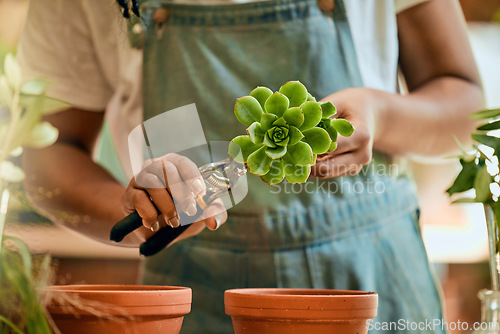 Image of Woman hands, gardening and green plant for sustainability, eco environment and garden or greenhouse. Person with succulent plants with leaves grow, plant and care for during development process