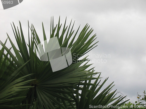 Image of Coconut leaves