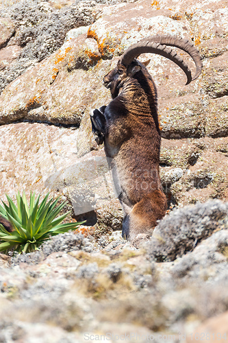 Image of rare Walia ibex in Simien Mountains Ethiopia