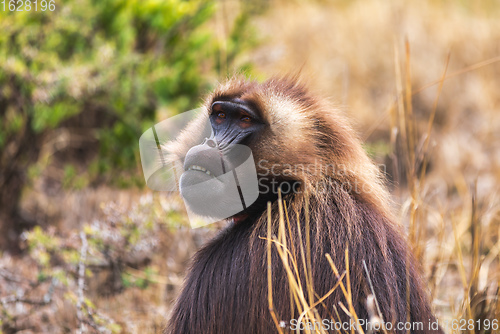 Image of endemic monkey Gelada in Simien mountain, Ethiopia