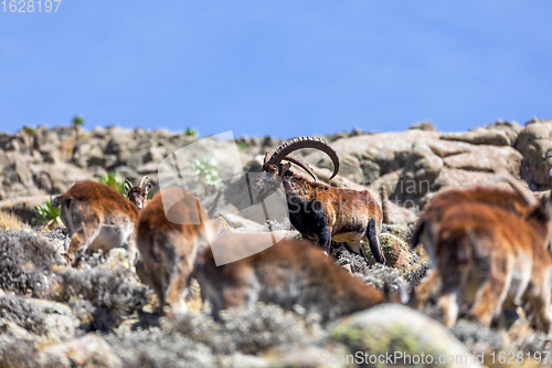 Image of rare Walia ibex in Simien Mountains Ethiopia