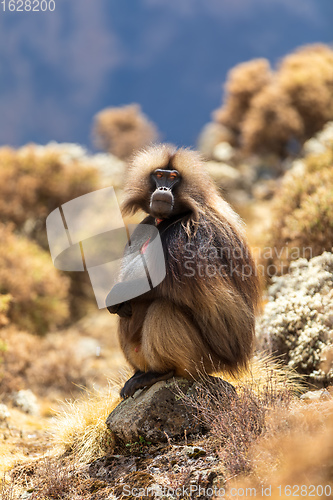 Image of endemic monkey Gelada in Simien mountain, Ethiopia