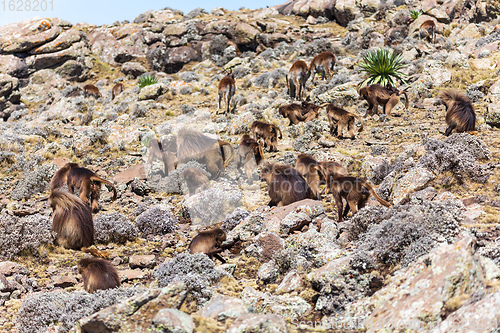 Image of endemic Gelada in Simien mountain, Ethiopia