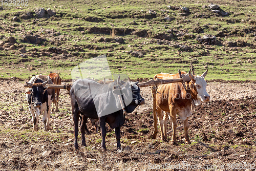Image of Ethiopian farmers plows fields with cows