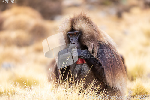 Image of endemic monkey Gelada in Simien mountain, Ethiopia