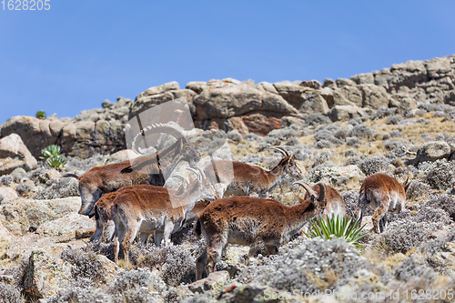 Image of rare Walia ibex in Simien Mountains Ethiopia