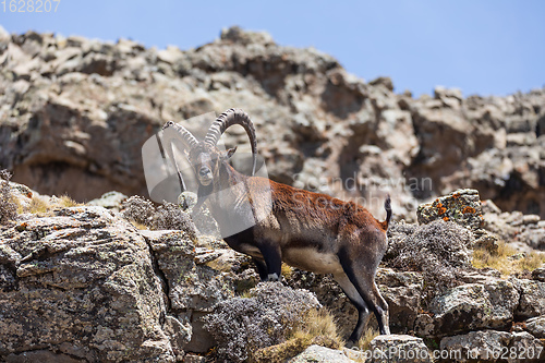 Image of rare Walia ibex in Simien, Ethiopia wildlife