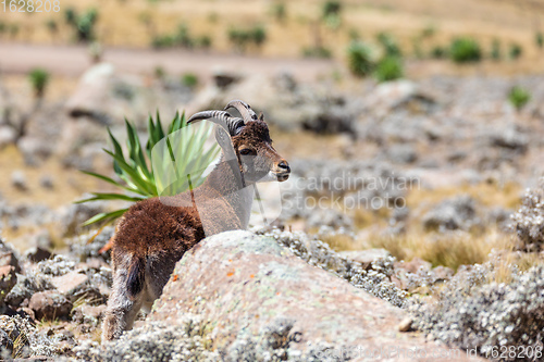 Image of rare Walia ibex in Simien Mountains Ethiopia