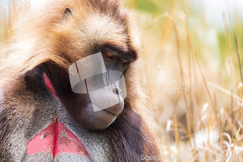 Image of endemic monkey Gelada in Simien mountain, Ethiopia