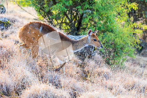 Image of rare Menelik bushbuck, Ethiopia, Africa wilderness