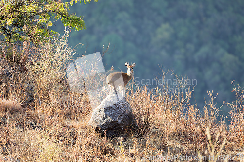 Image of Oreotragus oreotragus, stands on rock, Ethiopia. Africa Wildlife