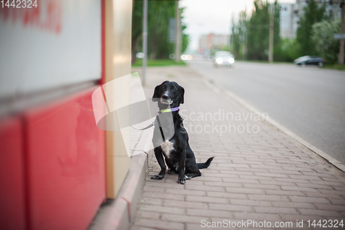 Image of Dog standing on a road