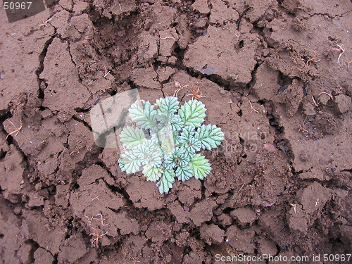 Image of desert - crack plant