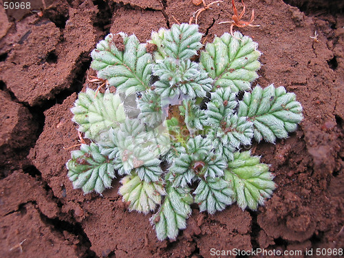 Image of plant in the desert