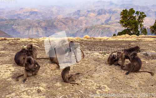 Image of endemic Gelada in Simien mountain, Ethiopia