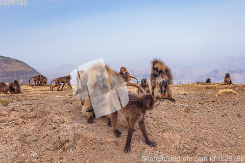 Image of endemic Gelada in Simien mountain, Ethiopia