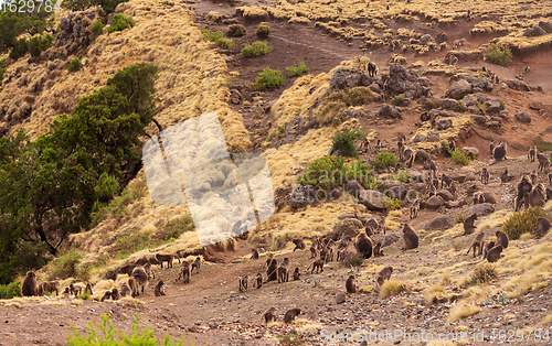 Image of endemic Gelada in Simien mountain, Ethiopia