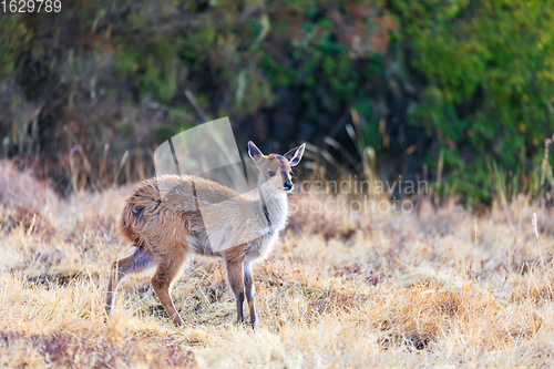 Image of rare Menelik bushbuck, Ethiopia, Africa wilderness