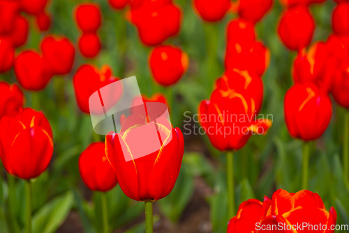 Image of colorful tulips field