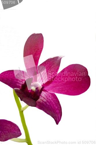 Image of Pink Iris