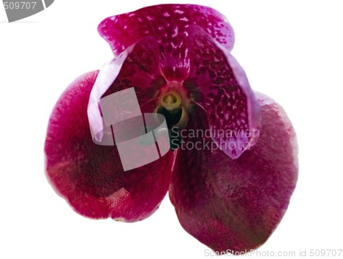 Image of Pink Iris