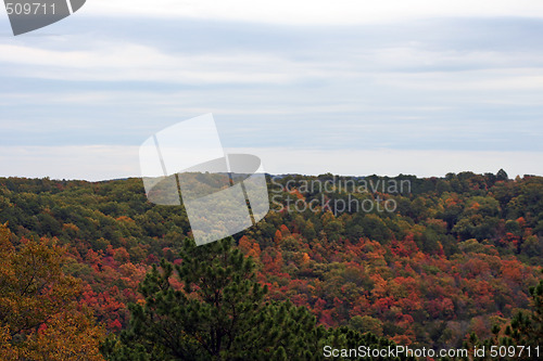 Image of Fall Forest