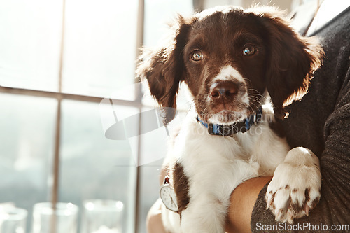 Image of Closeup dog face, arms and woman in home with love, care and bonding with animal for friendship by window. Puppy pet, embrace and owner in house with hug, blurred background and sunshine in apartment