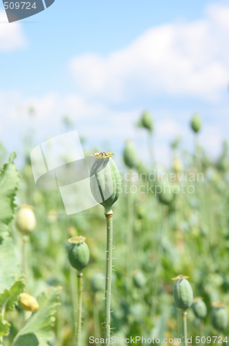 Image of poppy field