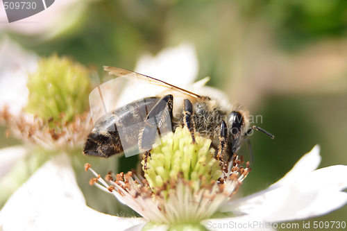 Image of bee