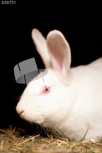 Image of rabbit