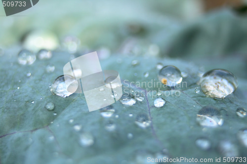 Image of drops