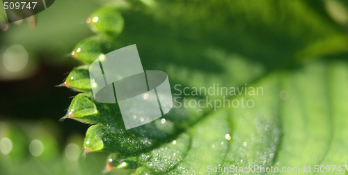 Image of green background