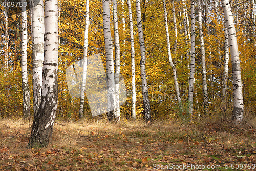 Image of autumn