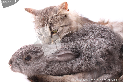 Image of cat and rabbit