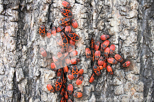 Image of red bugs