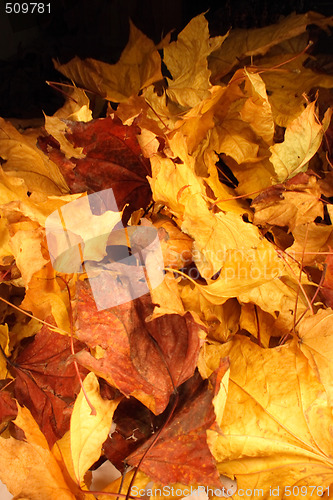 Image of autumn leaves